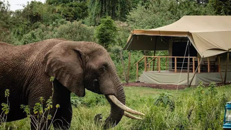 Angata Ngorongoro 800