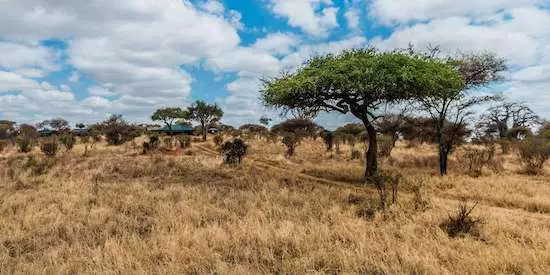 Angata Tarangire