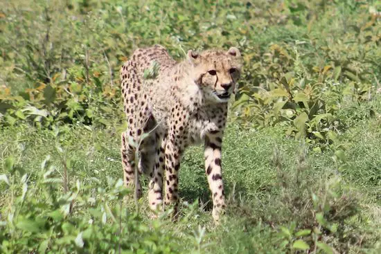 Cheetah