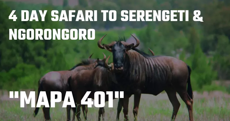 MAPA 401