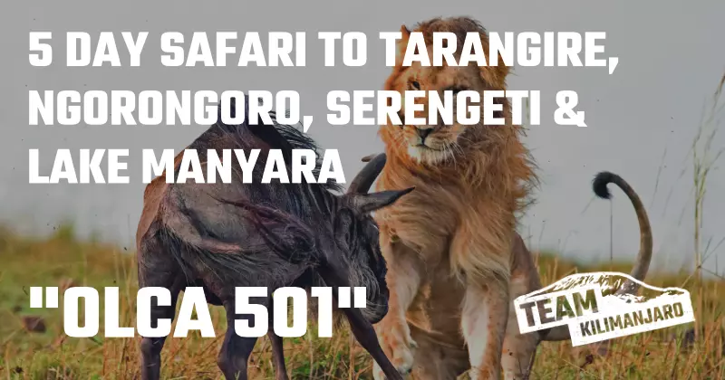 OLCA 501