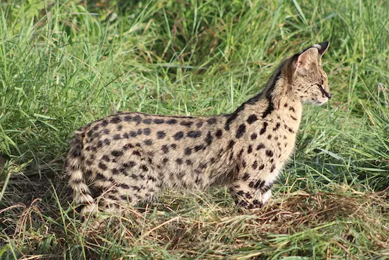 Serval
