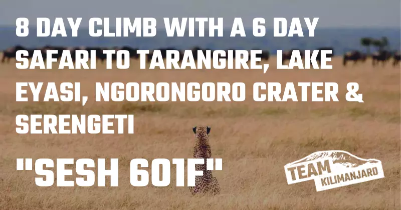 SESH 601F Safari
